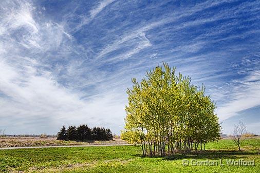 Spring Trees_15942.jpg - Photographed at Ottawa, Ontario - the capital of Canada.